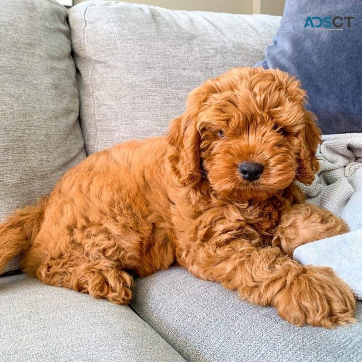 Cavoodle Puppies available for sale 