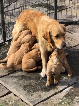 Super Golden Retrievers Pups